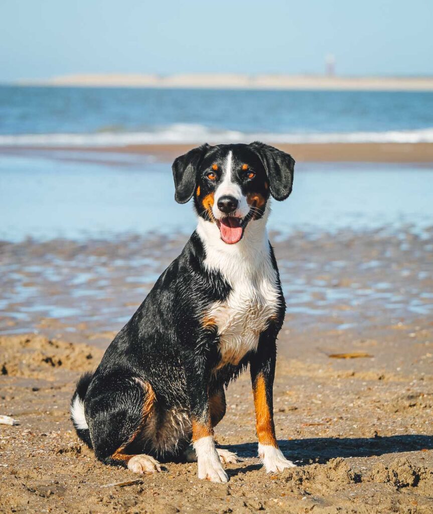 Familie mit Hund am Strand vor einem Ferienhaus an der polnischen Ostsee, ideal für Erholung und gemeinsame Aktivitäten in der Natur.