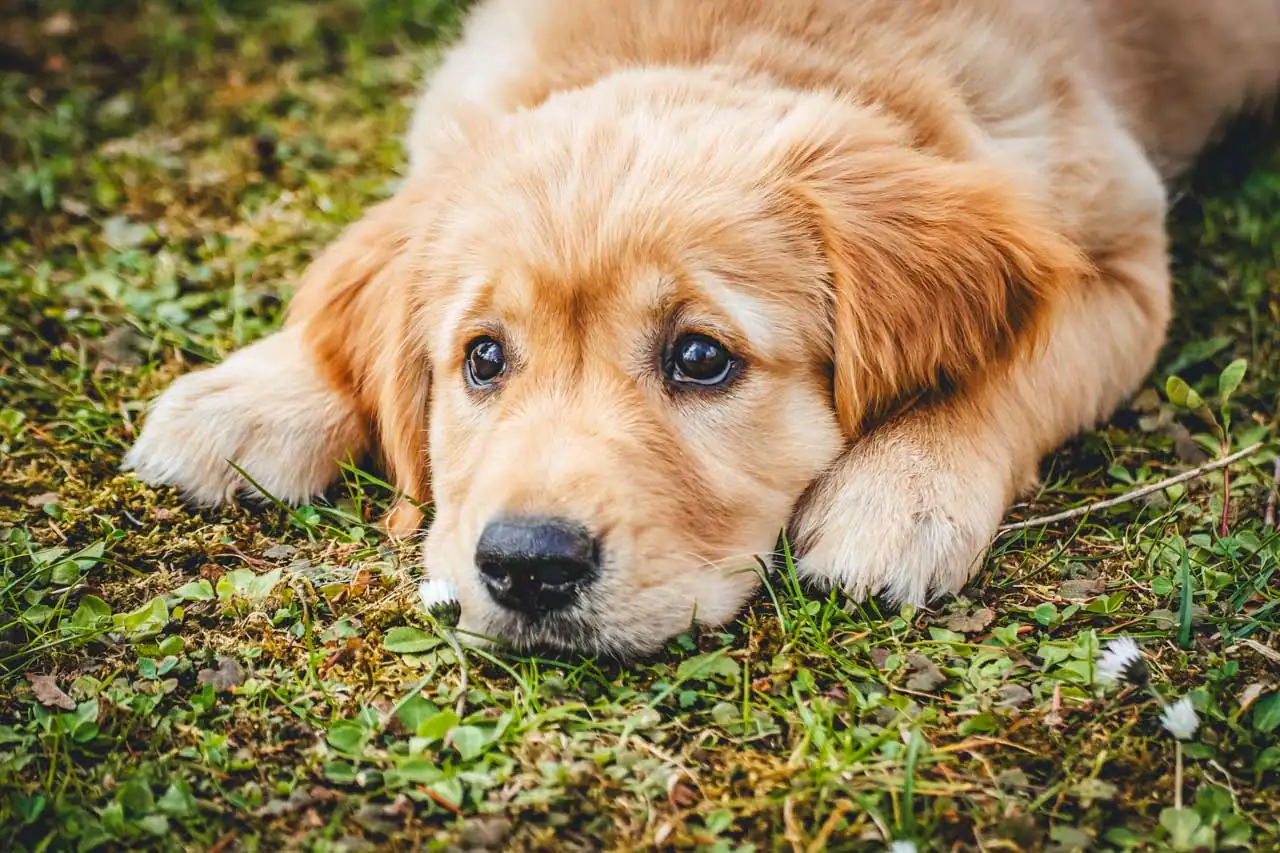 Urlaub mit Hund in Polen: Alles, was du wissen musst