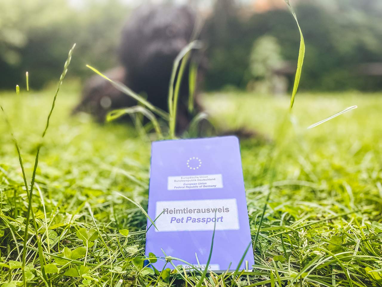 Urlaub mit Hund in Polen Alles, was du wissen musst