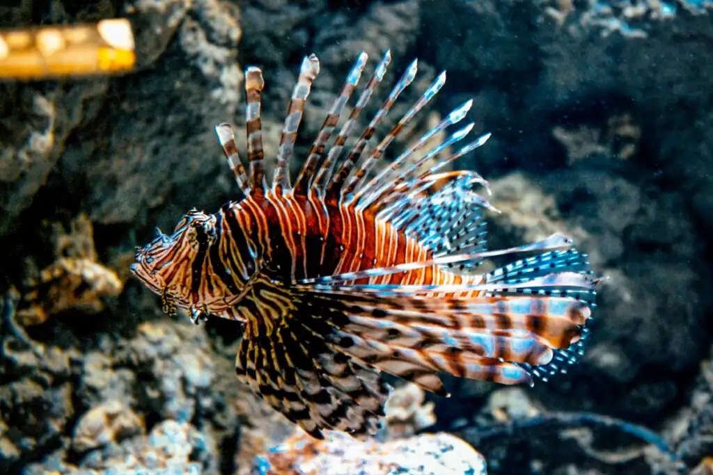 Exotischer Fisch in einem Aquarium im Oceanarium Misdroy 