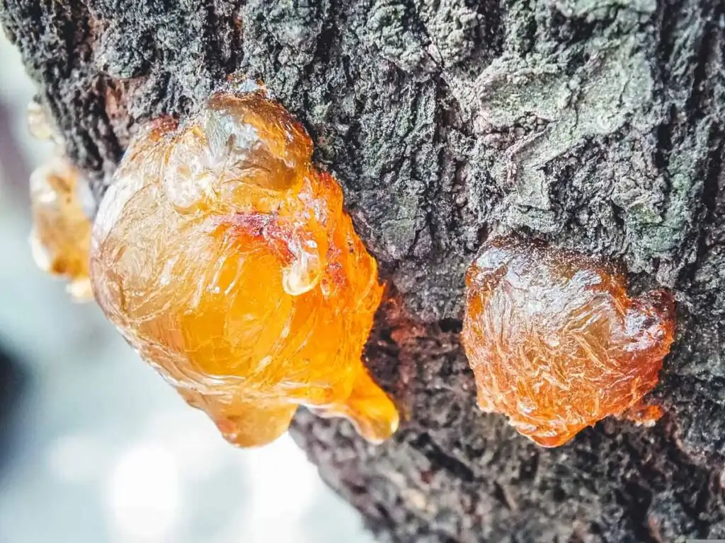 Harz läuft aus einem Baum