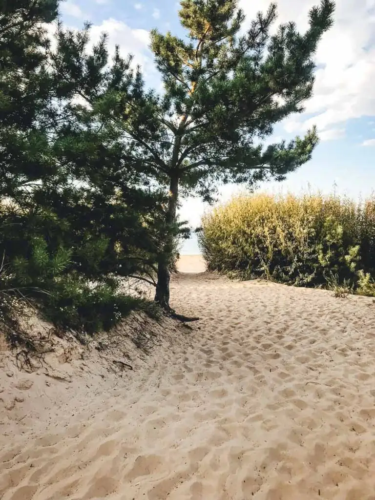 Strandzugang in Swinemünde: Ein idyllischer Weg führt durch hohe Kiefern, die sanften Schatten auf den Pfad werfen, und leitet direkt zu den weiten Sandstränden der polnischen Ostsee.