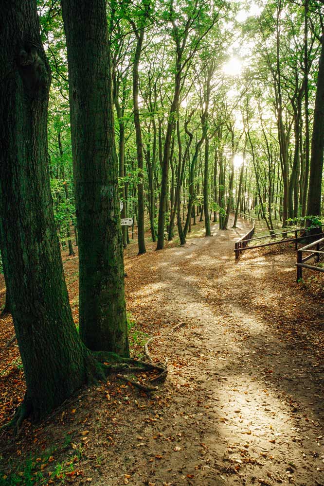 Wanderweg durch dichten Wald im Nationalpark Wollin, mit Bäumen und Schatten.