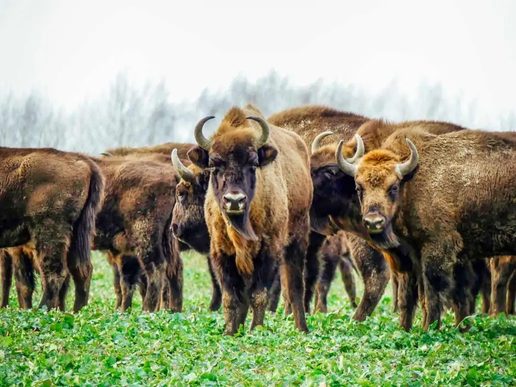 Eine Gruppe von Wisenten im Nationalpark Wollin, grasend im Gehege.