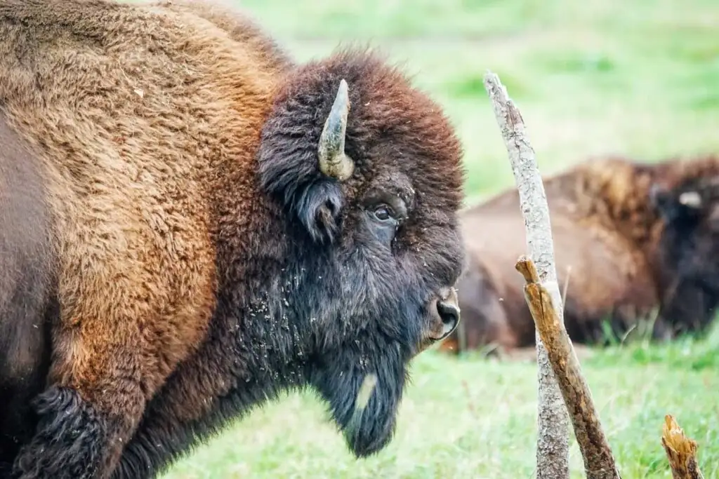 Ein einzelner Wisent im Gehege des Nationalparks Wollin.