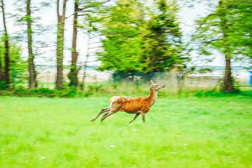 Reh am Eingang des Słowiński-Nationalparks bei Rąbka