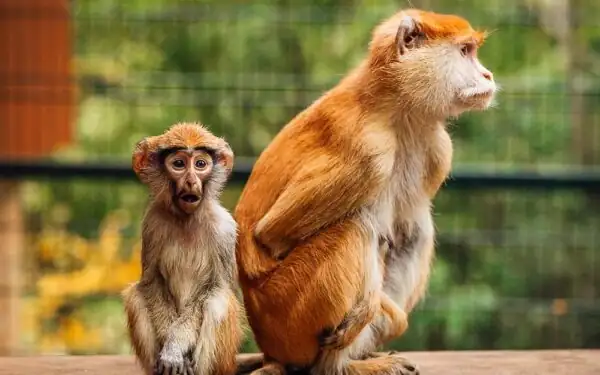 Affen im Zoo von Danzig-Oliwa