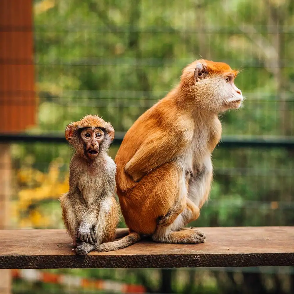 Affen im Zoo Oliwa, Danzig, auf grünen Anlagen, umgeben von natürlichen Gehegen.