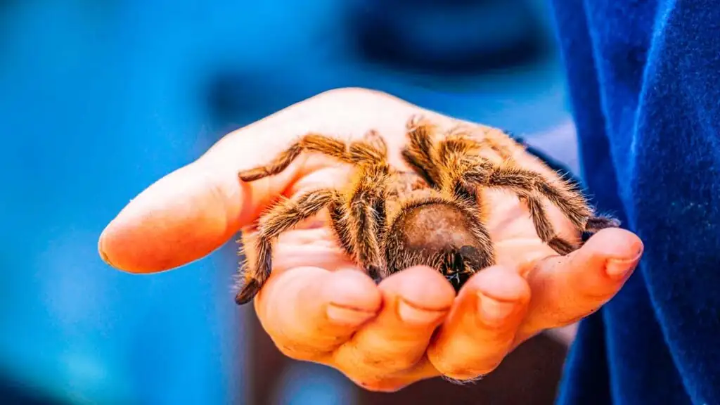 Besucher hält mit Unterstützung eines Betreuers eine große Vogelspinne auf der Hand – Teil der interaktiven Spinnenausstellung in Mielno.