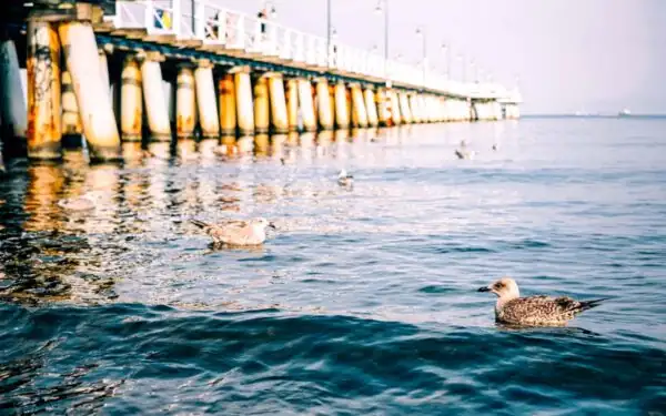 Gdynia (Gdingen) – Moderne Hafenstadt an der Polnischen Ostsee