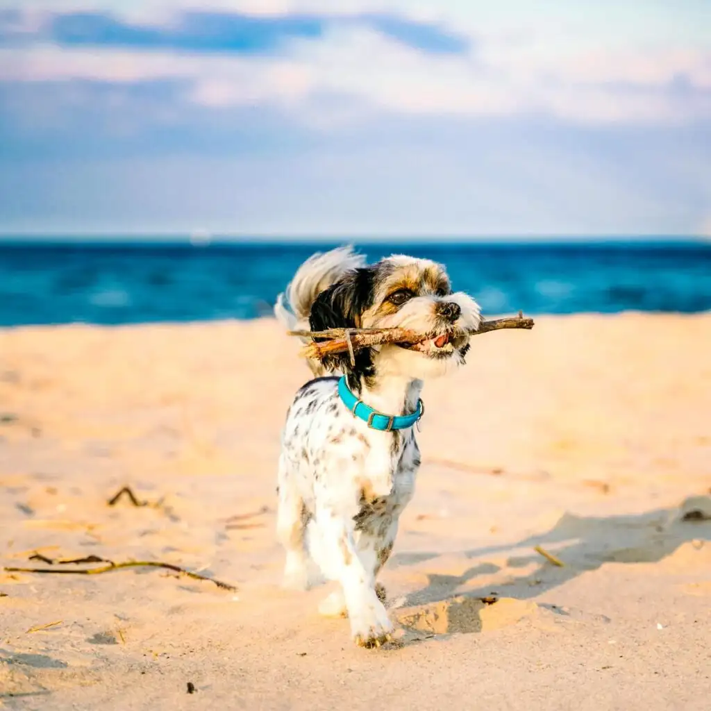 Hund läuft mit Stöckchen im Maul am Sandstrand der Polnischen Ostsee entlang bei sonnigem Wetter
