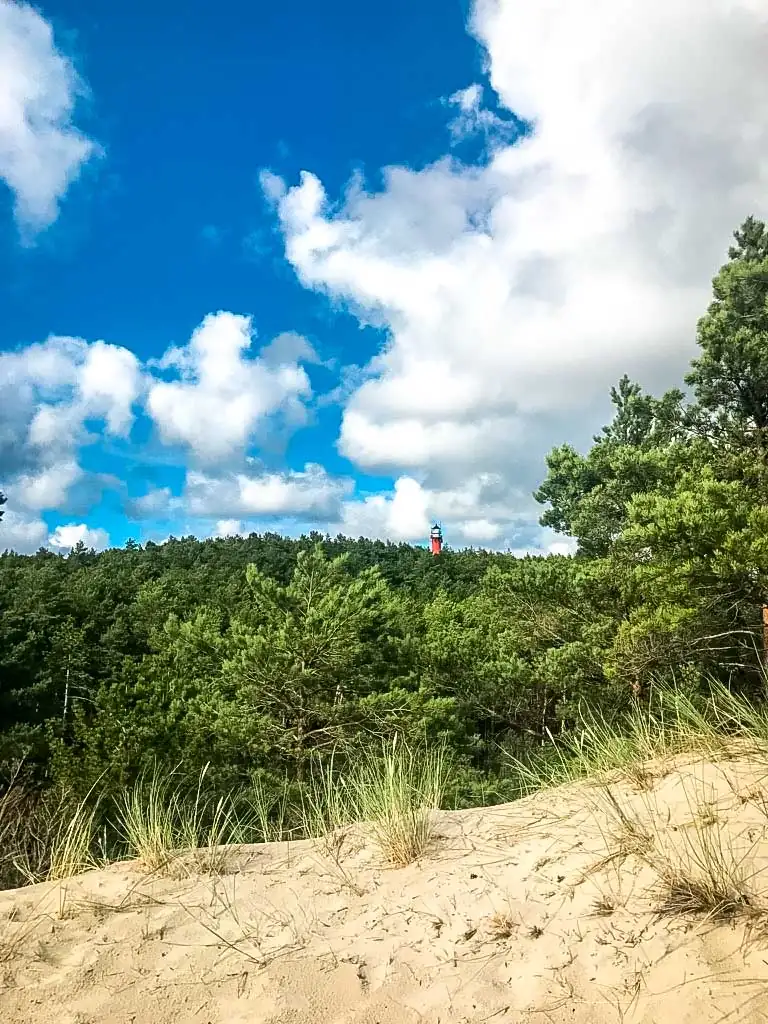 Aussicht von einer Düne auf dichten Kiefernwald. Im Hintergrund steht der Leuchtturm Stilo.